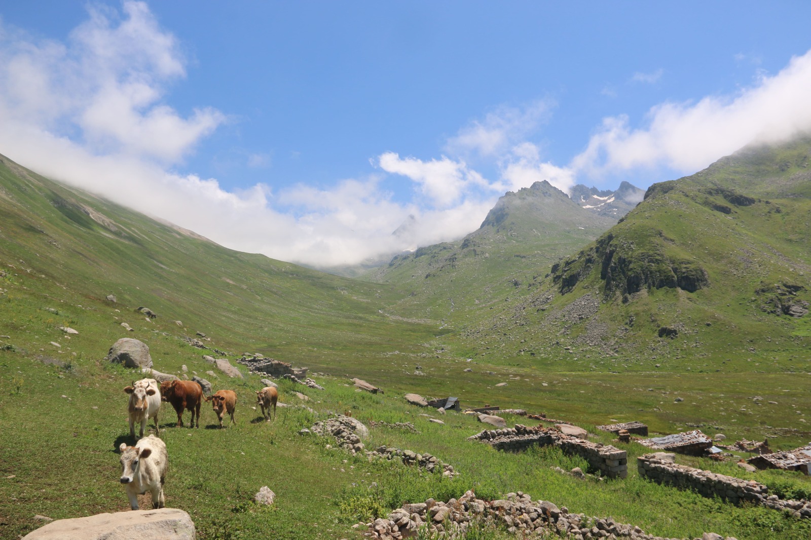 Vadi Turu ( Yayla Sevdası )