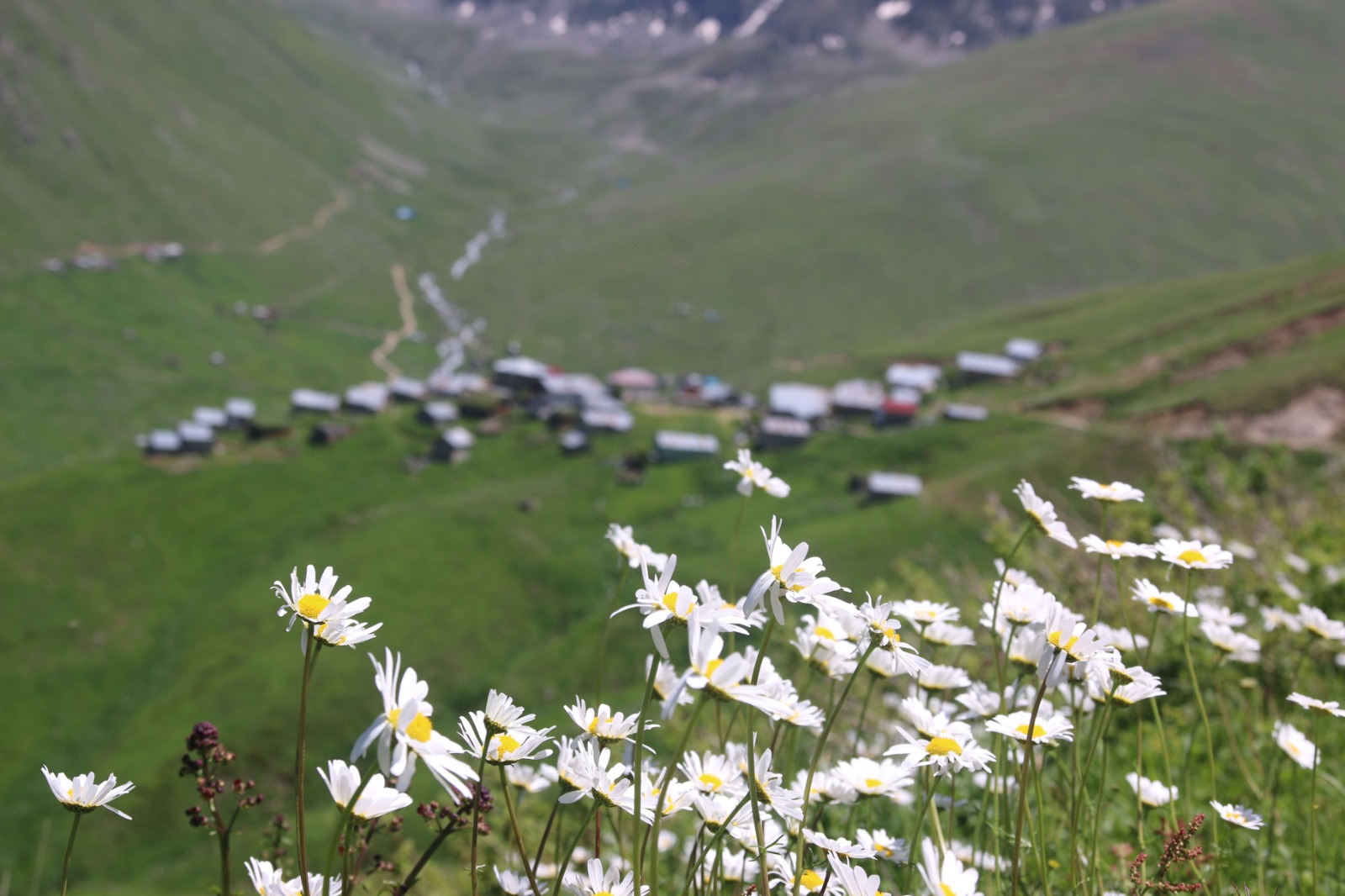 Vadi Turu ( Yayla Sevdası )