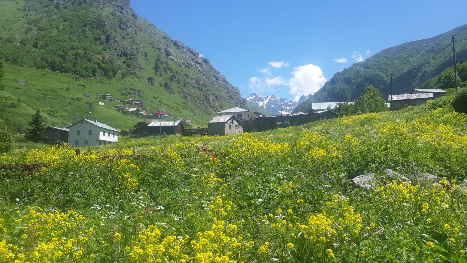 Vadi Turu ( Yayla Sevdası )