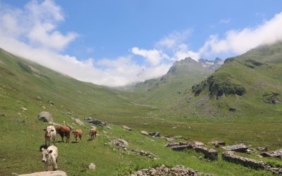 Vadi Turu ( Yayla Sevdası )